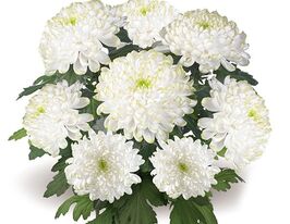 Хризантема Космо Фреш Лайм (Cosmo Fresh Lime) купить