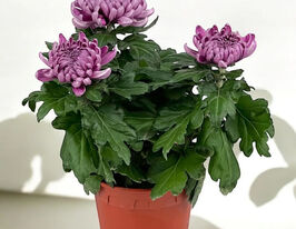 Хризантема Космо Пурпл (Cosmo Purple) купить