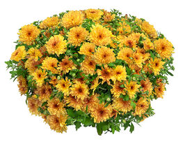 Хризантема Дітто Апрікот (Ditto Apricot)купити