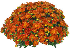 Хризантема Дітто Бронзе (Ditto Bronze)купити