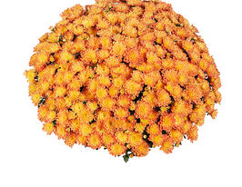 Хризантема Дітто Дарк Оранж (Ditto Dark Orange)купити