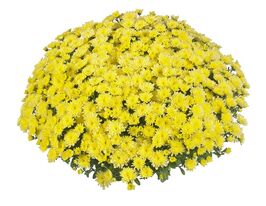 Хризантема Дітто Лемон (Ditto Lemon)купити