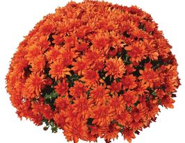 Хризантема Гоал Оранж (Goal Orange)купити
