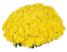 Хризантема Гоал Єллоу (Goal Yellow)купити