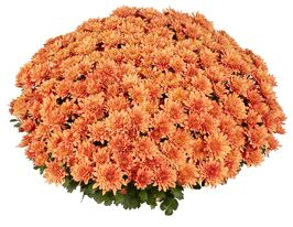 Хризантема Хомерун Оранж (Homerun Orange)купити