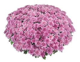 Хризантема Хомерун Пінк (Homerun Pink)купити