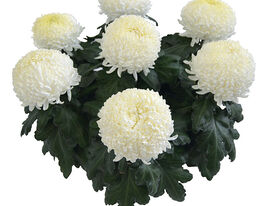Хризантема Ісмара Бланк (Ismara Blanc)купити