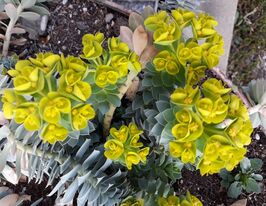 Еуфорбія Мірсінайтс (Euphorbia Myrsinites) розсадакупити