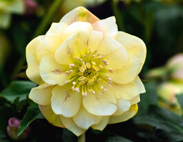 Морозник Єллоу Дабл (Helleborus Yellow Double) розсадакупити