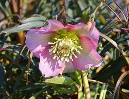 Морозник Прітті Еллен Пінк (Helleborus Pretty Ellen Pink) розсадакупити