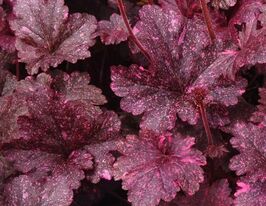 Гейхера Міднайт Роуз (Heuchera Midnight Rose) розсадакупити