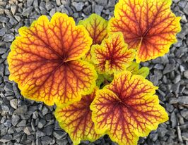 Гейхера Ред Лайтінг (Heuchera Red Lightning) розсадакупити