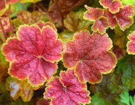 Гейхера Тірамісу (Heuchera Tiramisu) розсадакупити