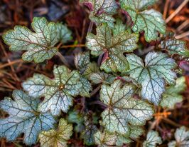 Гейхерелла Крейкед Айс (Heucherella Cracked Ice) розсадакупити