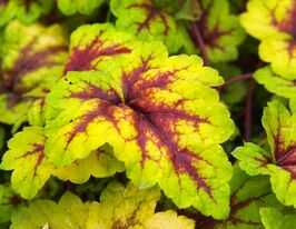 Гейхерелла Стоплайт (Heucherella Stoplight) розсадакупити