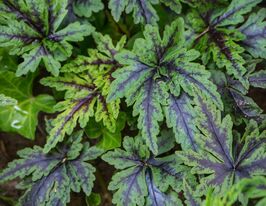 Тіарела Енджел Вінгс (Tiarella Angel Wings) розсадакупити