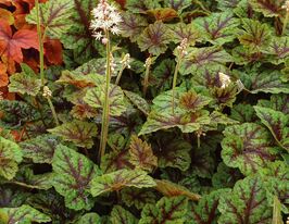 Тіарела Сансет Рідж (Tiarella Sunset Ridge) розсадакупити