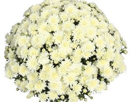 Хризантема Джамп Вайт (Jump White)купити