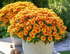 Хризантема Лівелі Оранж Біколор (Lively Orange Bicolor)купити