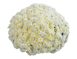 Хризантема Магніфіка Плейн Норд (Magnifica Plein Nord)купити