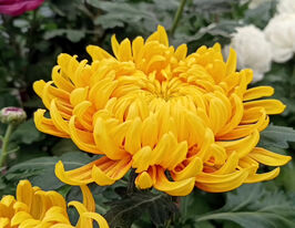 Хризантема Марітза (Maritza)купити