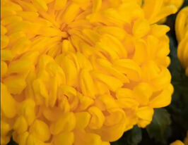 Хризантема Мимизан (Mimizan) купить