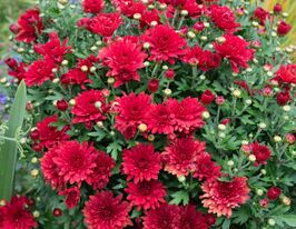 Хризантема Монза (Monza)купити