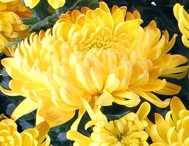 Хризантема Пешенмент Жон (Passionnement Jaune)купити