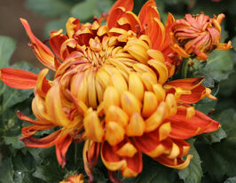 Хризантема Пешенмент Руж (Passionnement Rouge)купити