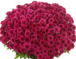 Хризантема Подіум Пурпл (Podium Purple)купити