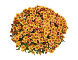 Хризантема Подіум Ред Біколор (Podium Red Bicolor)купити