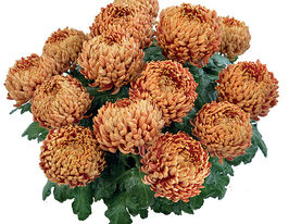 Хризантема Рой Джонни (Roi Johnny) купить