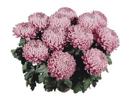 Хризантема Сатинблу (Satinblue) купить