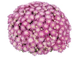 Хризантема Шор Еплблосом (Shore Appleblossom)купити