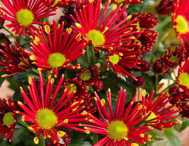 Хризантема Соллинеа Локи Ред (Sollinea Loki Red) купить