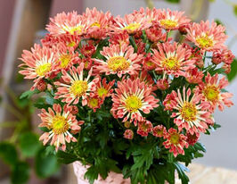 Хризантема Соллинеа Номад Коралл (Sollinea Nomad Coral) купить