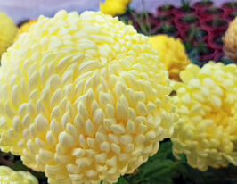 Хризантема Санберри Крем (Sunberry Cream) купить