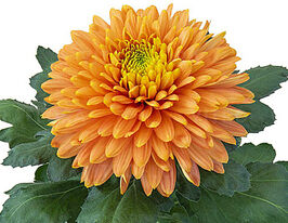 Хризантема Санкисс Мангуэ (Sunkiss Mangue) купить