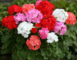 Пеларгония зональная Мультиблум F1 смесь купить