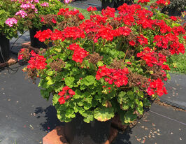 Пеларгония зональная Мирка F1 купить