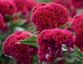 Целозия гребенчатая Чиф карминовая купить