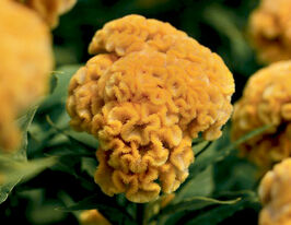 Целозия гребенчатая Чиф голд купить