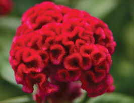 Целозия гребенчатая Чиф красная купить