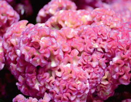 Целозия гребенчатая Чиф розе купить