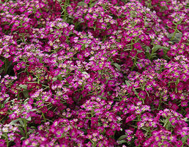 Алисум (Лобулярия) морской Вандерленд темно-пурпурный купить