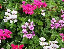 Пеларгония плющелистая Торнадо F1 смесь купить