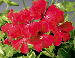 Пеларгония плющелистая Торнадо F1 красная купить