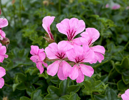 Пеларгония плющелистая Торнадо F1 розовая купить