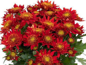 Олар ақша үшін күйеуге шыққан әйелдерді сиқырлайды