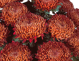 Хризантема Турболин (Tourbilion) купить